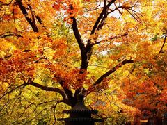 -香山公园