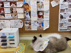 -滚猫咖啡·猫咖·猫友好撸猫(未来城店)