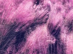 -艾溪湖湿地公园