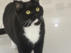 -鼓捣猫呢主题猫咖店