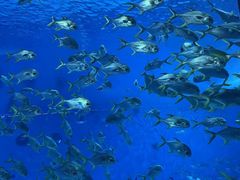 -上海海昌海洋公园