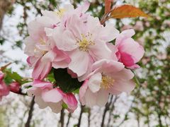 -大兴滨河森林公园