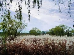 -长兴太湖图影湿地文化园