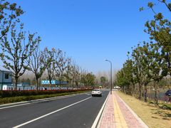 -合肥滨湖国家森林公园