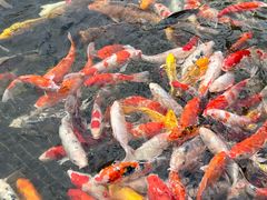 -番禺宾馆丽苑厅