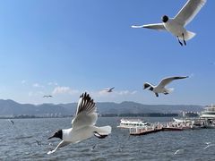 -滇池海埂公园