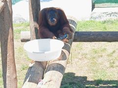 -西霞口神雕山野生动物世界
