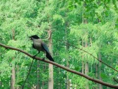 -五七小李子油焖大虾(总店)