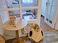 -楼上猫咖(罗湖店)