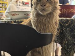 -平行世界·猫咖(首经贸店)