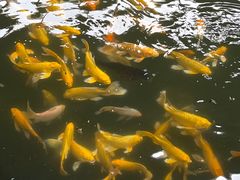 -南宫五洲植物乐园