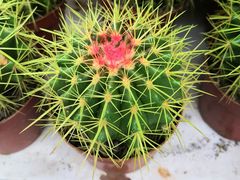 -保定市花鸟鱼虫市场