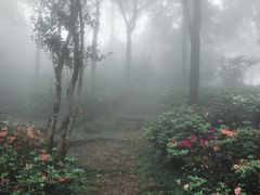 -梧桐山风景名胜区