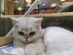 -藏猫猫咖啡主题馆(中央大道店)
