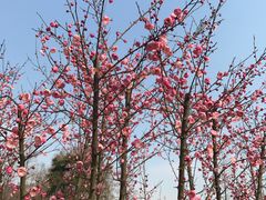 -习家池