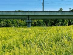 -桤木河湿地公园