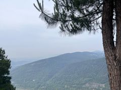 -铁山坪森林公园