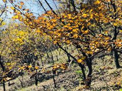 -千年银杏谷文化旅游区