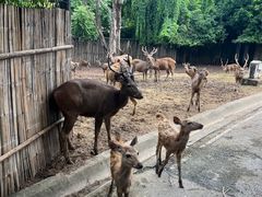 -清迈夜间动物园