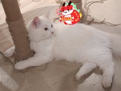 -藏猫猫咖啡主题馆(中央大道店)