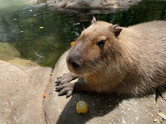 -北京野生动物园