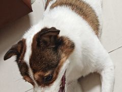 -博特宠物医院24h犬猫全科.骨科·异宠