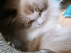 -滚猫咖啡·猫咖·猫友好撸猫(未来城店)