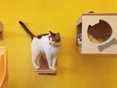 -房东的猫宠物生活馆