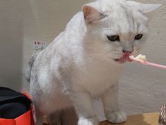 -藏猫猫咖啡主题馆(中央大道店)