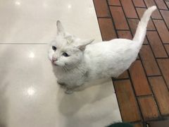 -盛京人人鸡味抻面(珠江桥店)