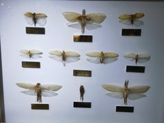 -上海昆虫博物馆