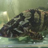 红姐海鲜是真的鲜！