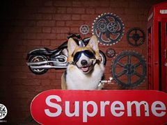 -超宠爱宠物摄影-Super pet