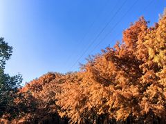 -上海海湾国家森林公园