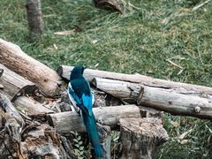 -青藏高原野生动物园