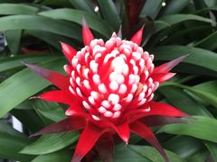 -上海鲜花港