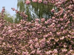 -莲花池公园