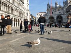 -圣马尔谷圣殿宗主教座堂