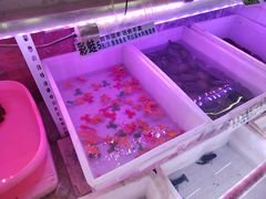 -山东柏宁水族批发广场