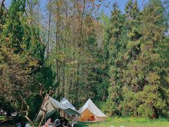 -上海共青森林公园