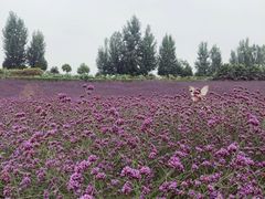 -紫颐香薰山谷景区