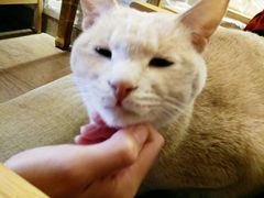 -猫咖时代(中山亭店)