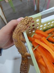 -Moni星球萌宠·小马宝莉·灵蛇·高端高阶全萌宠互动体验俱乐部(红豆国际广场店)