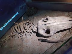 -贝林大翅鲸简餐厅(国家海洋博物馆店)