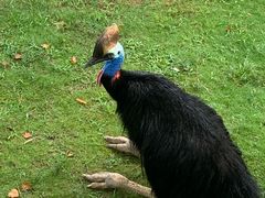 -西霞口神雕山野生动物世界