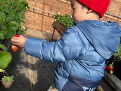 -甜心庄园·甜心草莓采摘园(西青中北店)