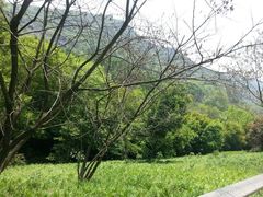 android_upload_pic-西湖风景区-江洋畈生态公园
