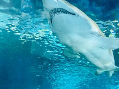 -上海海洋水族馆