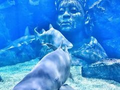 -暹罗海洋世界