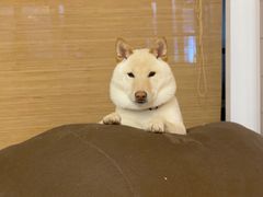 -柴迷FANS CLUB·柴犬狗咖·猫咖